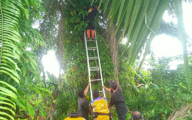 Petugas Damkar Kota Palangka Raya Evakuasi Sarang Lebah di Kawasan Padat Penduduk
