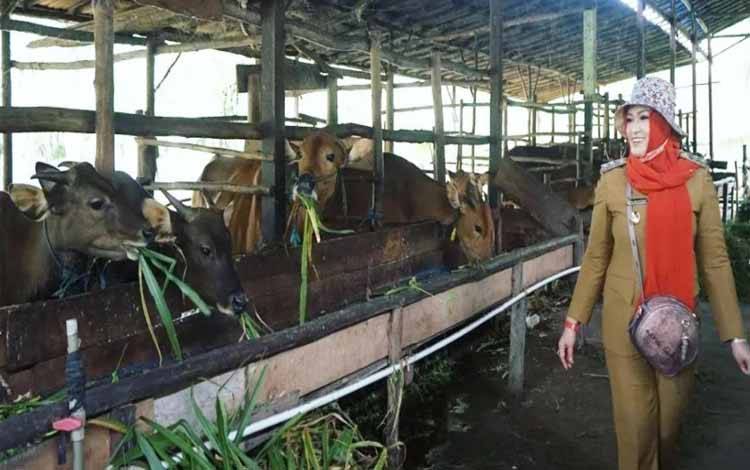 Ternak Sapi Mampu Topang Ketahanan Pangan, Kata Wakil Wali Kota Palangka Raya