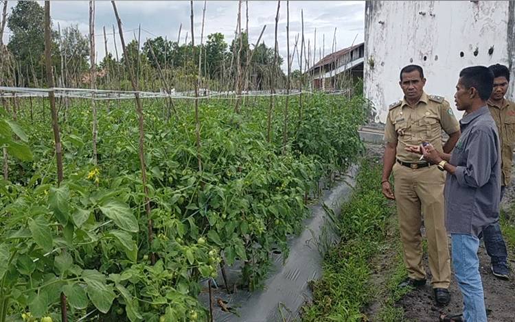 Petani Tomat di Kelurahan Pasir Putih Ini Berpenghasilan Ratusan Juta Rupiah