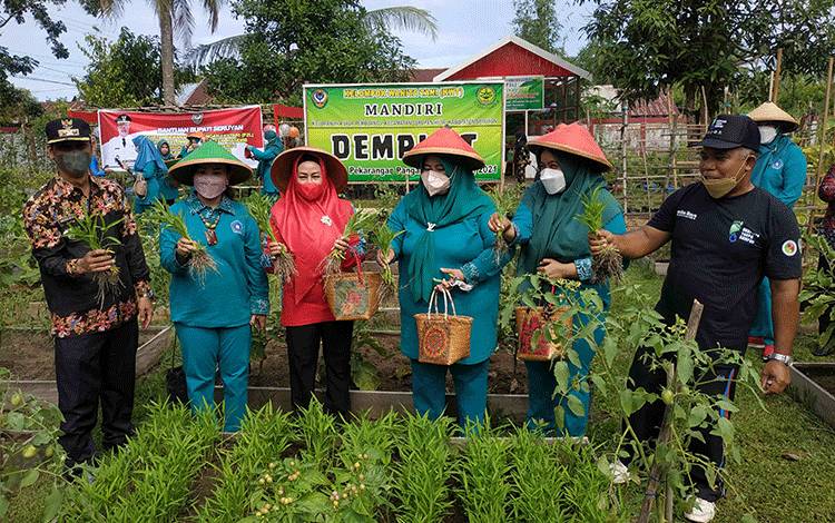 Ketua TP PKK Seruyan Panen Sayuran di Kebun KWT Kuala Pembuang I