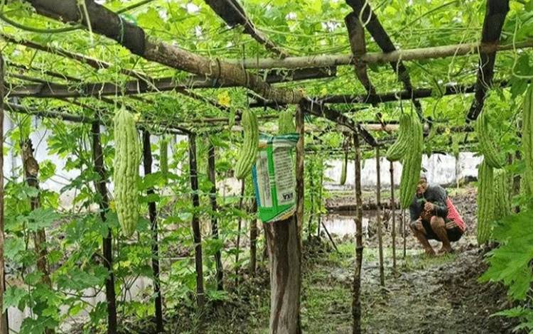 Rutan Kuala Kapuas Berikan Pembinaan Kemandirian Kembangkan Hortikultura