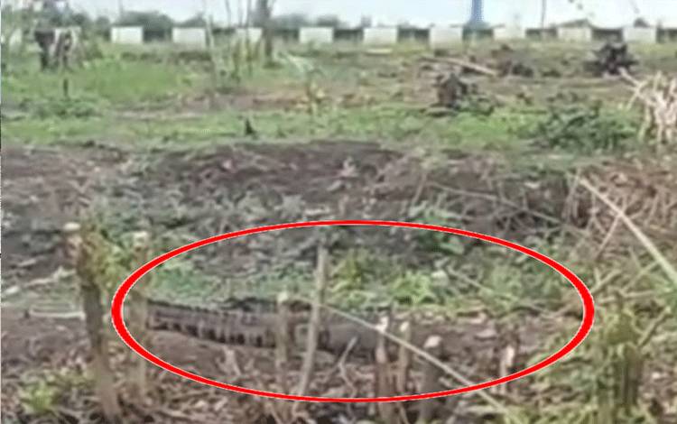 Heboh, Buaya Nongkrong Dekat SMA Negeri 1 Samuda