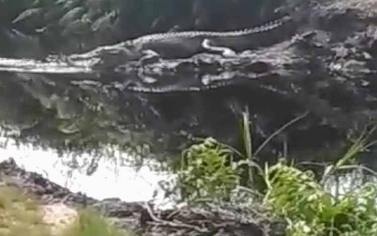 Ngeri, Buaya Berjemur di Lokasi Pemancingan di Bagendang