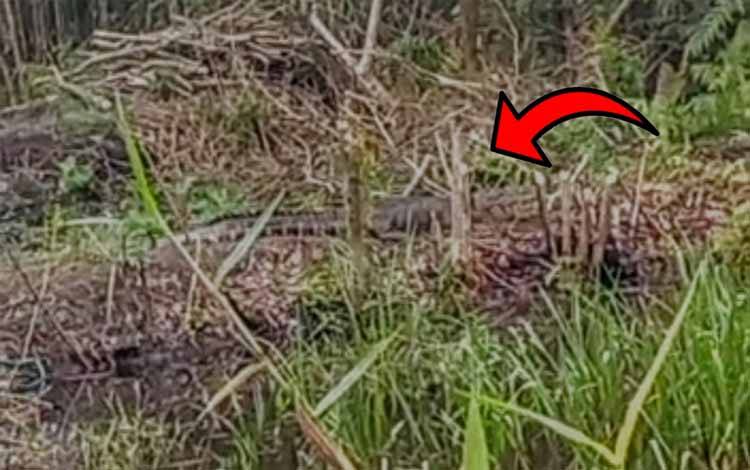 Buaya Nongkrong Dekat SMAN 1 Samuda, BKSDA: Masih yang Dulu Sering Muncul