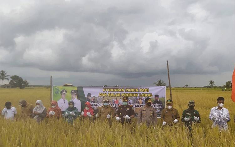 Gapoktan Maju Jaya Gelar Syukuran Panen Padi 200 Hektar?