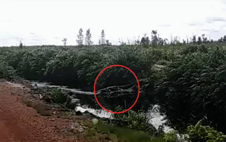 BKSDA Pasang Spanduk Peringatan Ada Buaya di Areal Perusahaan Bagendang