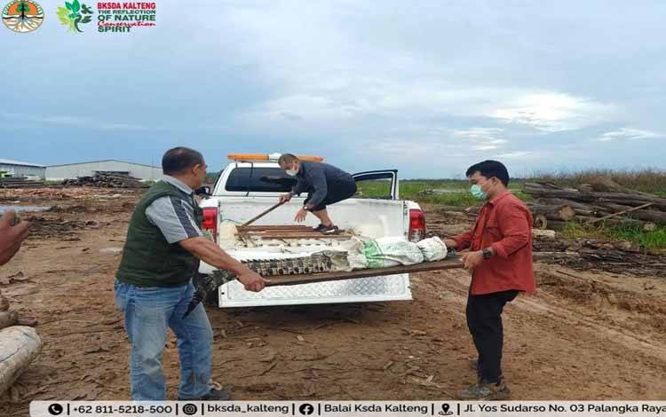 BKSDA Kalteng Evakuasi Buaya Muara di Desa Buntoi