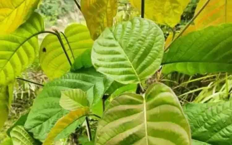 Legislator Kalteng Tak Setuju Rencana Pemerintah Larang Pemanfaatan Tanaman Kratom