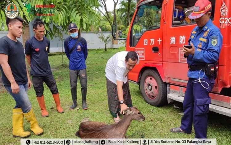 Sempat Nongkrong di Taman Kota, Seekor Rusa ini Diserahkan ke BKSDA Kalteng