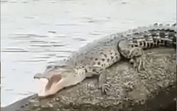 Awas! Buaya di Kotim dalam Masa Birahi