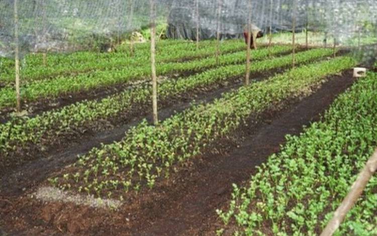 Perhatikan Sektor Pertanian Saat Perubahan Iklim