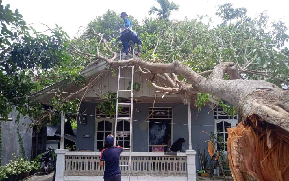 Pohon Tumbang Timpa Rumah Warga di Kelurahan Raja