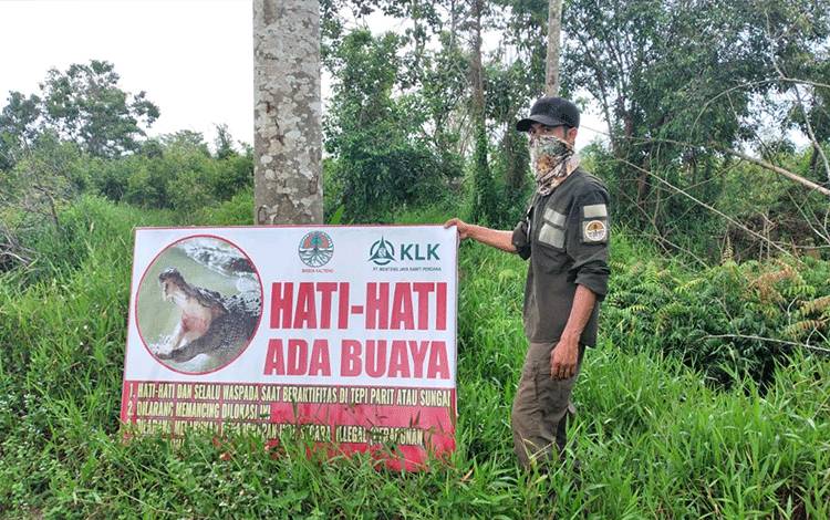 Buaya di Parit HGU Bagendang Terdesak