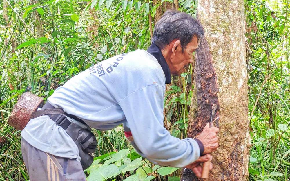 Petani Karet di Kotim Belum Sejahtera