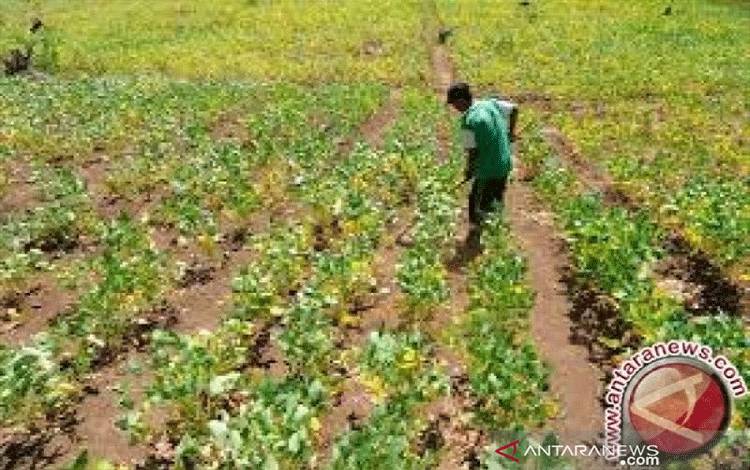 Kementan Target Produksi 1 Juta Ton Kedelai Cukupi Kebutuhan Nasional