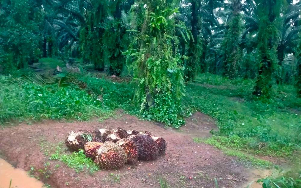 Ini Peran Tersangka Pencurian Sawit yang Mengaku Diajak