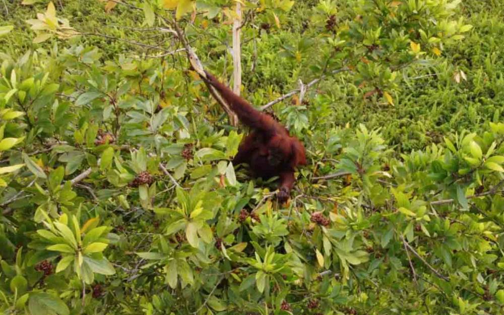 Warga Desa Tanah Mas Laporkan Kemunculan Orangutan Besar
