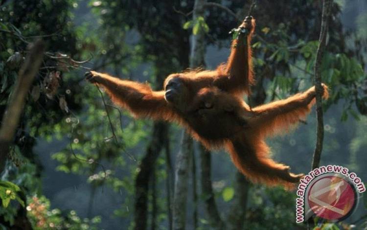KSP: Pemerintah Pastikan Lindungi Orang Utan dalam Pembangunan IKN