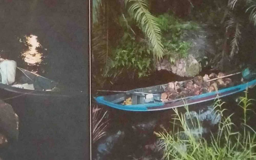 Ikut Mencuri Setelah Ada Panen Massal