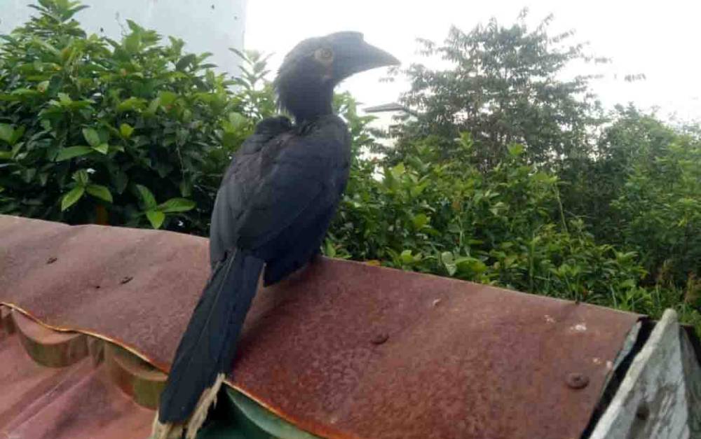 Warga Sampit Temukan Burung Langka ini di Samping Rumah