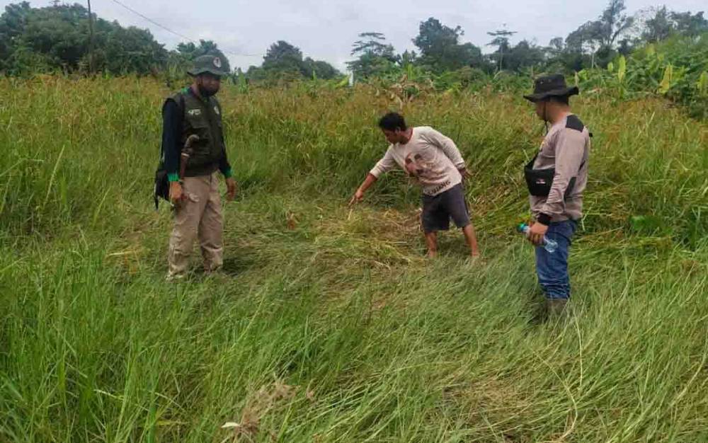 BKSDA Observasi Lokasi Penemuan Mayat Diduga Diserang Satwa Liar di Dusun Teluk Tewah