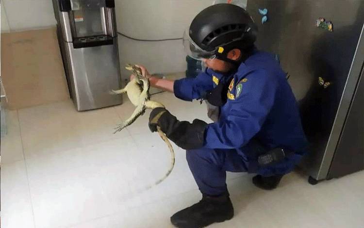 Ketahuan Penghuni Rumah, Biawak Terjebak di Dapur