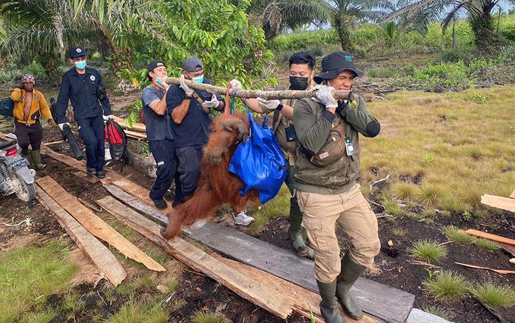 Orangutan Seberat 84 Kilogram Dievakuasi dari Kebun Warga Kelurahan Mendawai