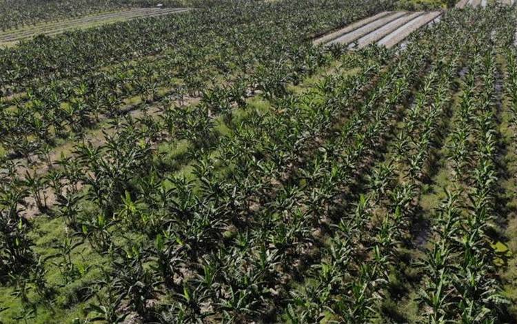 Desa Sungai Bakau Salah Satu Sentra Penghasil Pisang Kepok di Seruyan Hilir Timur