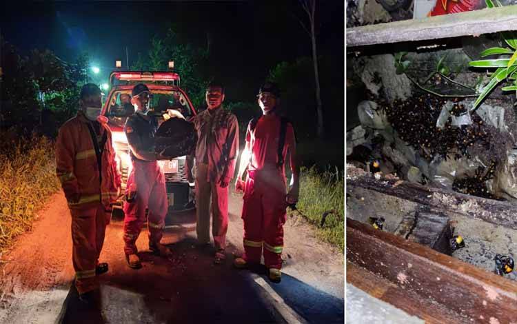 Aksi Berani Petugas Damkar Kobar Evakuasi Sarang Tawon yang Mampu Mematikan