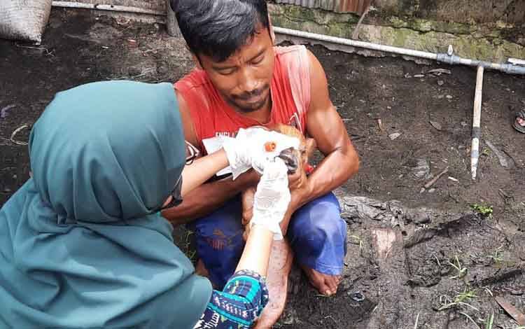 Peternak di Kotim Diminta Melapor Jika Ternak Bergejala Demam Babi Afrika