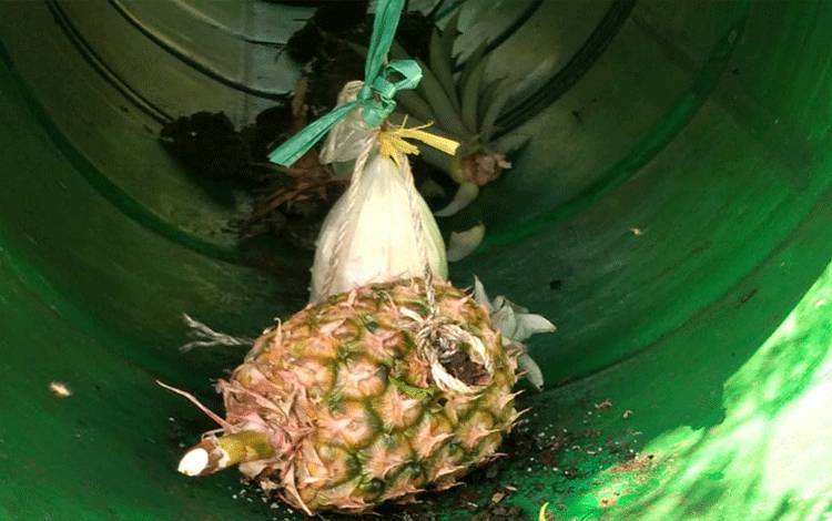Sulit Masuk Perangkap, Beruang di Lingkar Kota Sampit Terlalu Besar