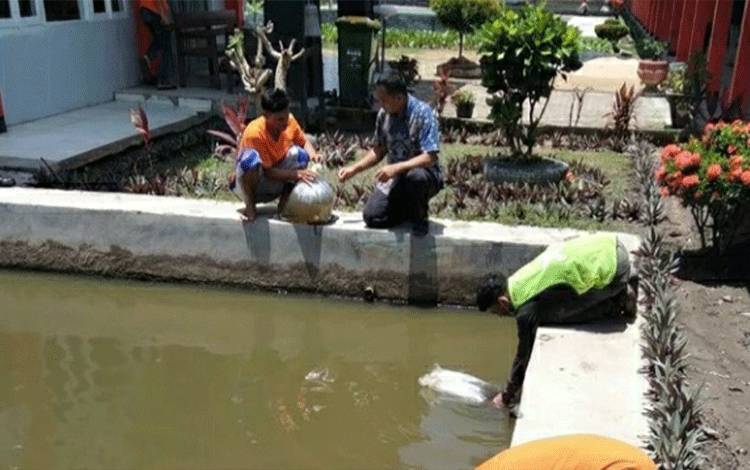 Kembangkan Program Pembinaan, Rutan Kuala Kapuas Kembali Budi Daya Ikan Patin
