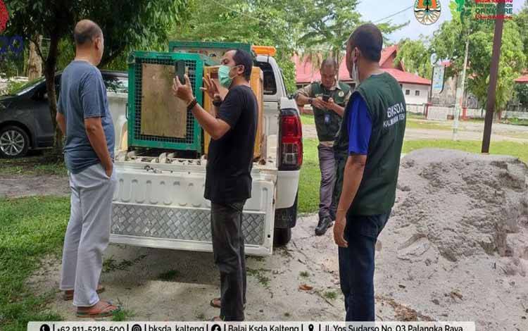 BKSDA Kalteng Terima Penyerahan Satwa Owa-owa dari BKSDA Jawa Timur