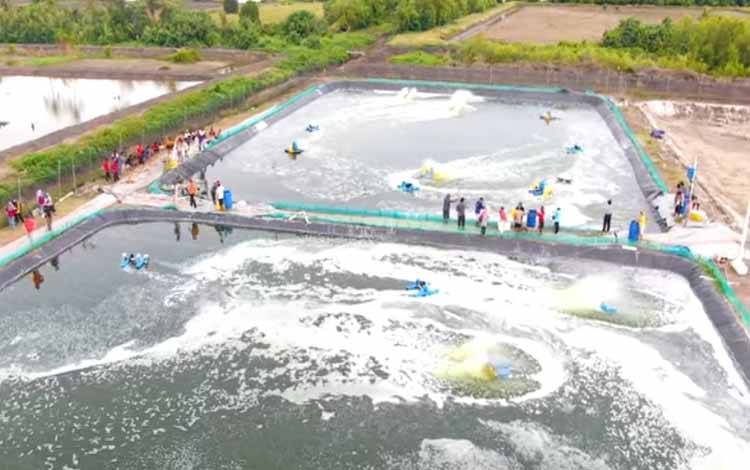 Gubernur Kalteng Undang Presiden Panen Shrimp Estate