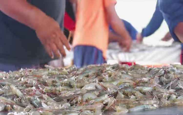 Shrimp Estate Kalteng Tunjang Kebutuhan IKN Kaltim