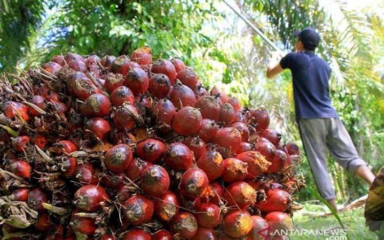 GAPKI: Produksi CPO Turun Dorong Harga Naik