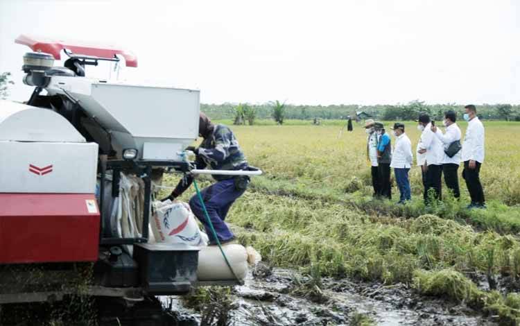 PSN Food Estate Kalteng Berimbas Keberbagai Sektor