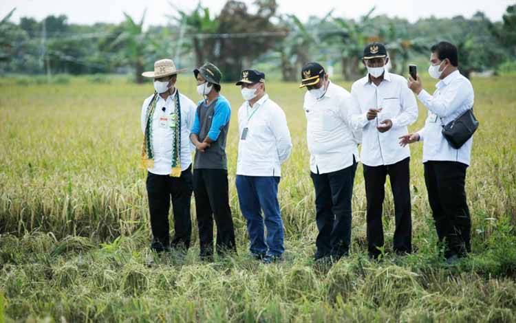 Intensifikasi Lahan Food Estate Kalteng Capai 42 Ribu Hektare Lebih