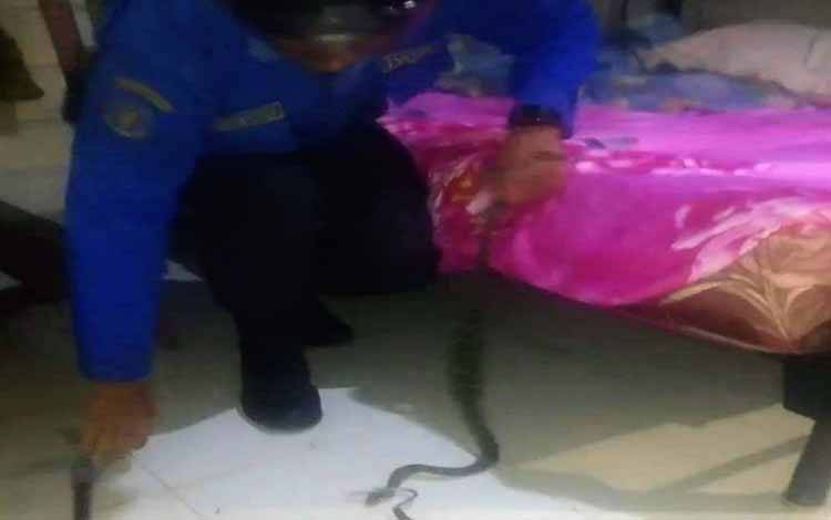 Warga Sampit Kaget Lihat Ular Masuk Kamar saat Subuh