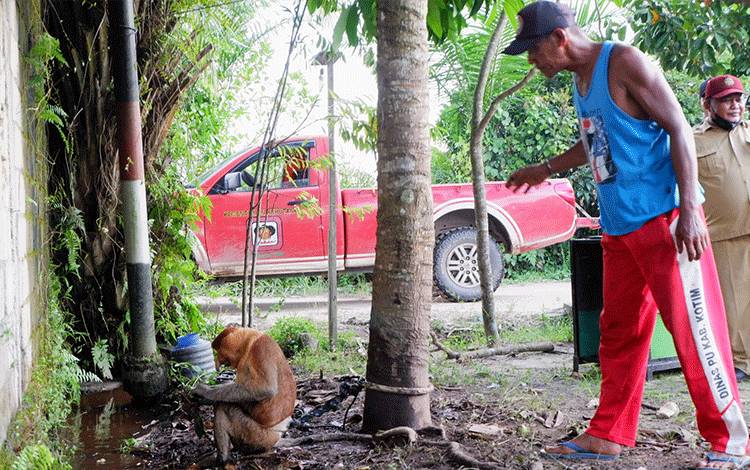 Bekantan Acak-Acak Kebun Sayur Warga di Sampit