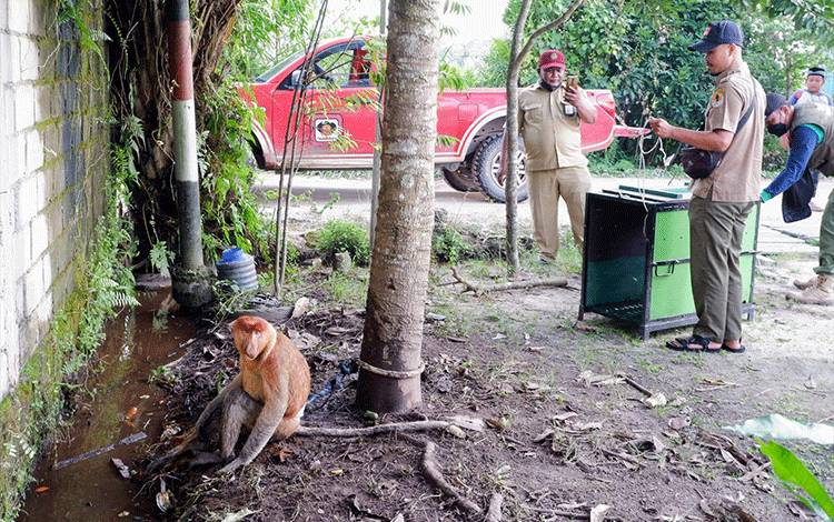 Bekantan di Kotim Kian Terdesak, Populasi Kian Menyusut