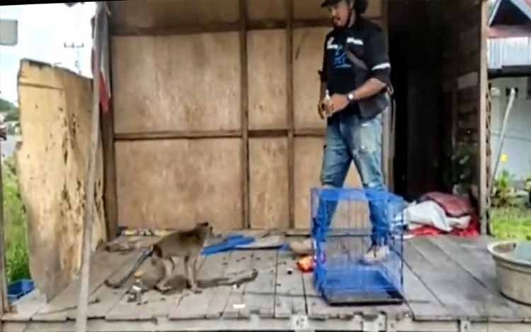 Monyet Peliharaan Gigit Tangan Majikannya hingga Sobek di Desa Telaga Baru