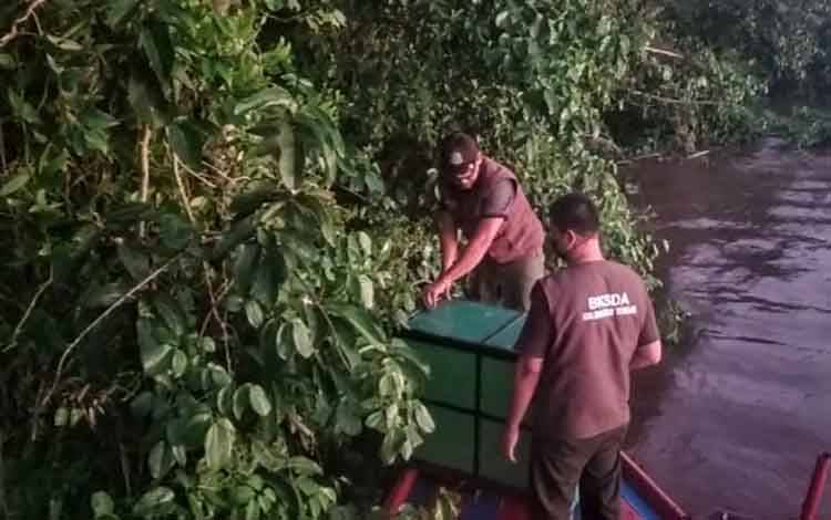 Bekantan Perusak Kebun Sayur Dilepasliarkan di Hutan Mentaya Seberang