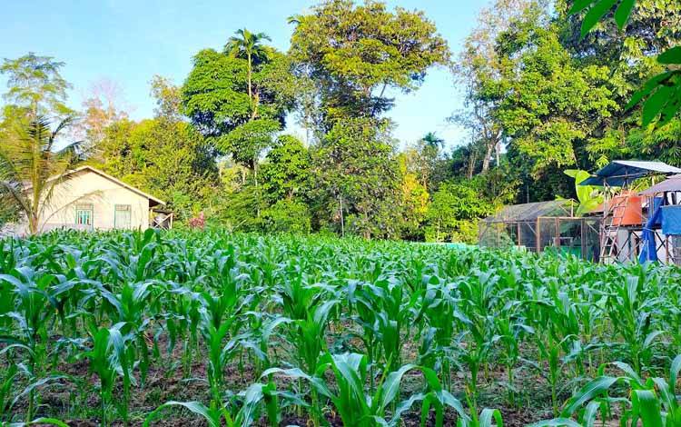 Pemdes Tewah Pupuh Bikin Demplot Jagung Manis dan Jagung Ketan