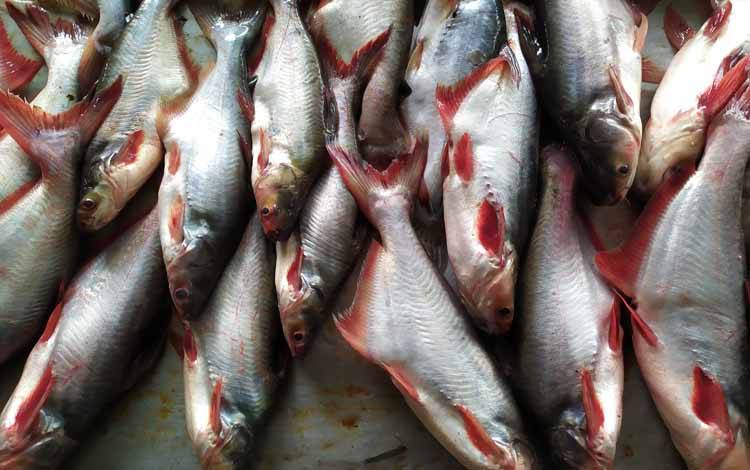 Dinas Perikanan Kotim Usulkan Pengadaan Ratusan Ribu Bibit Ikan