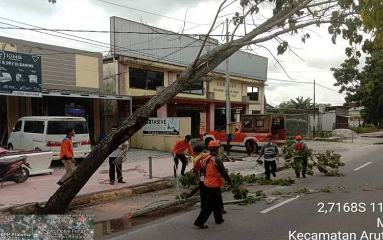 BPBD Kobar Imbau Warga Waspada Pohon Tumbang