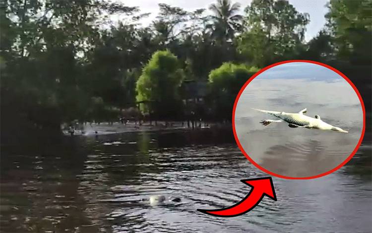 Lagi, Bangkai Buaya Hanyut di Sungai Mentaya