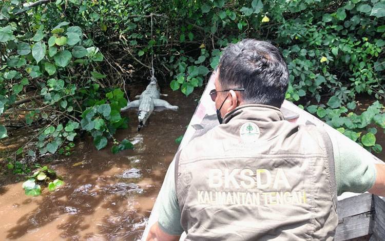 Sudah Mulai Busuk, Begini BKSDA Perlakukan Bangkai Buaya?