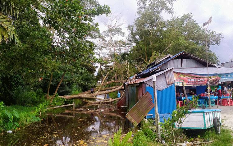 Pohon Besar Tumbang Timpa Warung di Sekitar Taman Kota Sampit