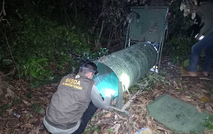 Beruang Madu Muncul di Permukiman Masyarakat, BKSDA Kalteng Pasang Perangkap